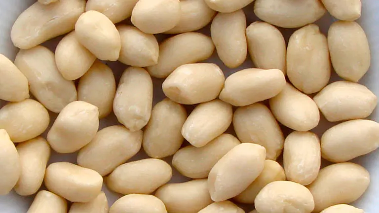 Blanched Whole Peanut